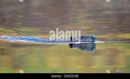 Nordamerikanischer Biber (Castor canadensis) bei Sonnenaufgang. Herbst im Acadia-Nationalpark, Maine, USA. Stockfoto