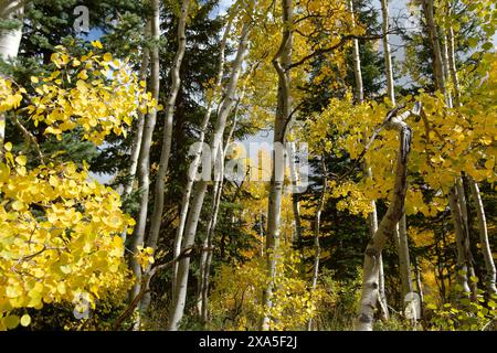 Aspenhain im Herbst. Stockfoto