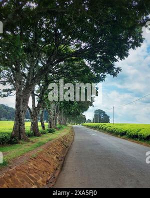 Eine malerische Straße schlängelt sich durch den üppigen Wald. Stockfoto