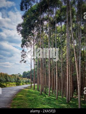 Eine malerische Straße schlängelt sich durch den üppigen Wald. Stockfoto