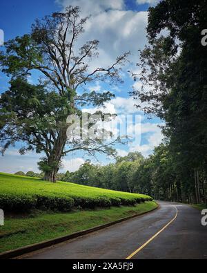 Eine malerische Straße schlängelt sich durch den üppigen Wald. Stockfoto