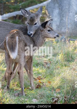 Weißschwanzhirsch (Odocoileus virginianus). Reifer Bock im Spätherbst, was für Hirsche in Neuengland die Bruntsaison ist. Acadia-Nationalpark, Stockfoto