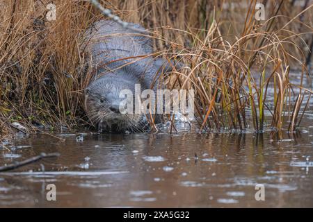 North American River Otter (Lontra canadensis) auf einem eisigen Biberteich. Regnerischer Novembermorgen im Acadia-Nationalpark, Maine, USA. Stockfoto