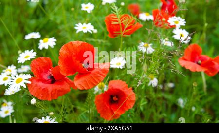 Rotfeldmohn zwischen weißen Gänseblümchen. Stockfoto