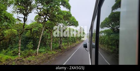 Ein Blick auf Bäume, die während der Fahrt von einem Busfenster vorbeifahren. Stockfoto