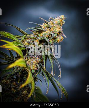 Eine große Marihuana-Cannabisblume mit grünen Blättern, Unkraut, natürliche Medizin THC. Stockfoto