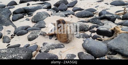 Eine süße Seehunde liegt auf Felsen am Sandstrand. Stockfoto