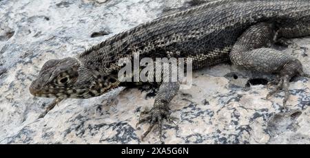 Eine schwarz-graue Eidechse, die auf Felsen in der Nähe eines kleinen Lochs im Boden thront. Stockfoto