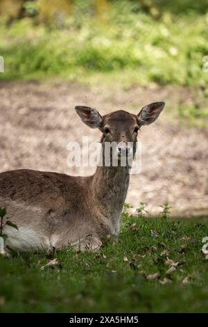 Erwachsene Hirsche, die an sonnigen Tagen im Gras unter Bäumen ruhen Stockfoto