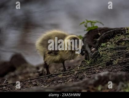 Zwei Enten, die zusammen auf Pflanzen auf einem grasbewachsenen Hügel weiden Stockfoto