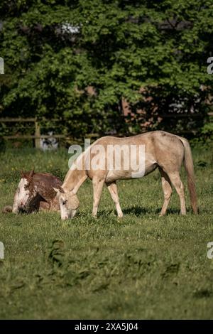 Braunes und weißes Pferd, das mit anderen Pferden auf Gras weidet Stockfoto