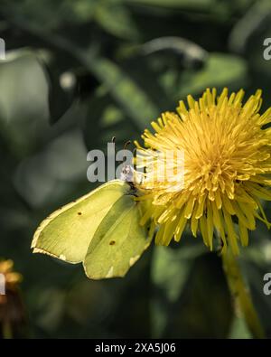 Ein winziger Schmetterling thront auf einer leuchtend gelben Blume inmitten von üppigem grünem Laub Stockfoto