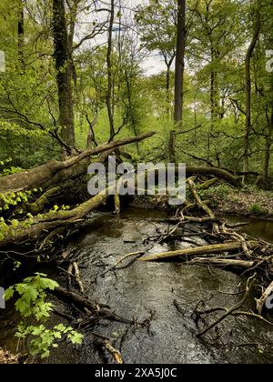 Ein Fluss, der sich durch dichten Wald schlängelt, mit umgestürzten Bäumen Stockfoto