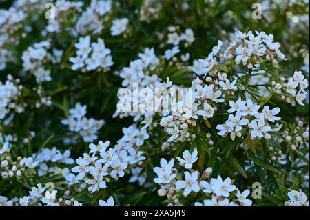 Kleine weiße Blüten in voller Blüte Stockfoto