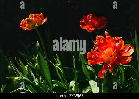 Rote Blumen, die sich im Sonnenlicht vom Gras auf dem Boden sonnen Stockfoto