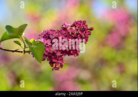 Nahaufnahme eines großen Fliederzweigs in Blüte mit violetten Blüten Stockfoto