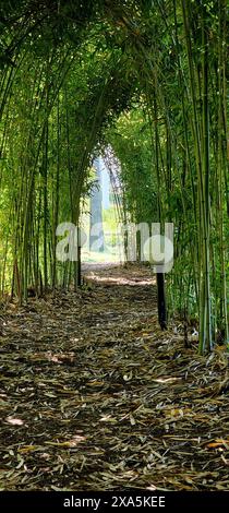 Ein Pfad, der von dichtem Bambus und hoch aufragenden Stangen umgeben ist Stockfoto