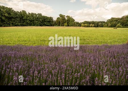 Leuchtend violette Wildblumen auf einem weiten Feld Stockfoto