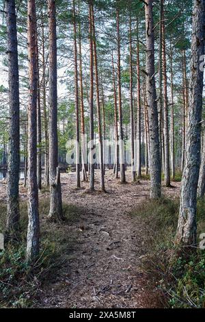 Ein Waldweg umgeben von Bäumen mit Herbstlaub Stockfoto