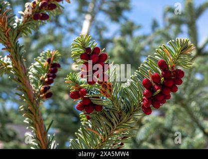 Kiefernzweige mit roten Beeren und ein Vogel, der im Winter darauf thront Stockfoto