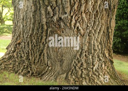 Bedford, VA, USA der Stamm der massiven Grünen Asche (Fraxinus pennsylvanica) im Claytor Nature Center, mit einem 208 Zoll großen Umfang. Stockfoto