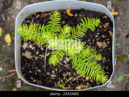 Sequoia sempervirens. Junger Küstenmammutbaum, der in einem Topf wächst Stockfoto