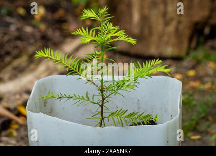 Sequoia sempervirens. Junger Küstenmammutbaum, der in einem Topf wächst Stockfoto