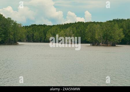 Weite Sicht auf die üppige und dicke Population von Reifen Mangrovenbäumen in den sumpfigen Küstengewässern als Folge von Aufforstungsbemühungen und Umwelteinflüssen Stockfoto