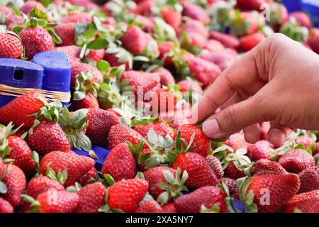 Die Auswahl frisch geernteter Erdbeeren auf einem lebhaften Bauernmarkt Stockfoto