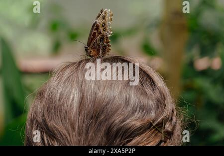 Ein Schmetterling auf dem Kopf der Frau Stockfoto