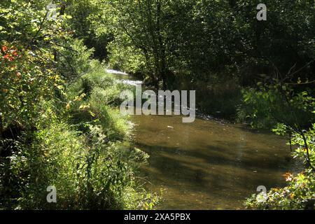 Blick auf einen Bergbach im Herbst. South Fork Goose Creek in Virginia, USA. Stockfoto