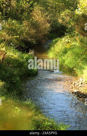 Blick auf einen Bergbach im Herbst. South Fork Goose Creek in Virginia, USA. Stockfoto