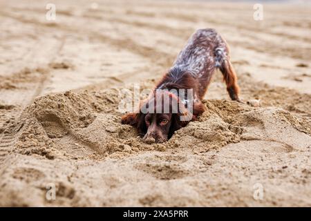 Ein junger brauner russischer springer-Spaniel gräbt sich im nassen Sand Stockfoto