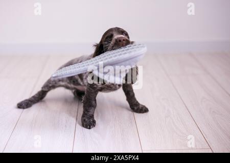 Russischer Spaniel-Welpe isoliert auf weißem Holzboden Stockfoto