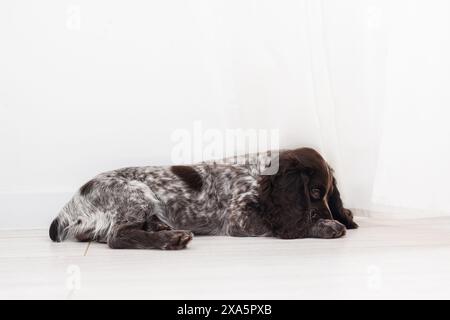 Russischer Spaniel-Welpe isoliert auf weißem Holzboden Stockfoto