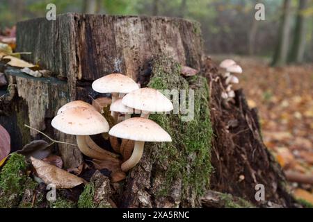 Nahaufnahme eines Pilzes, der das ganze Jahr über auf umgestürzten Baumstämmen oder Laubbäumen zu finden ist. Stockfoto