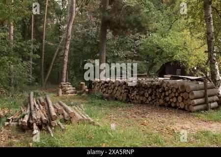 Holzfäller hat die Baumstämme für Brennholz gehackt. Die Textur von Schnittholz. Natürliches gehacktes Holz. Stockfoto