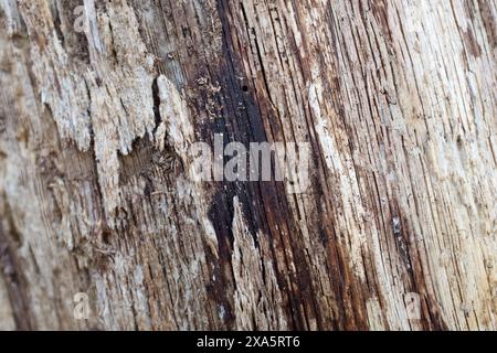 Hintergrundmuster Der Alten Holzbaumrinde. Stockfoto