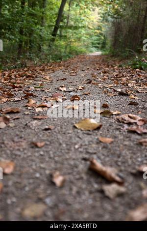 Pfad in einem wunderschönen Wald am sonnigen Morgen. Bokeh-Details und niedrige Perspektive. Stockfoto