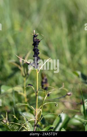 Saturnia pyri. Pfauenfalter, Inachis io, Raupe, Larven auf Einzelstiel. Raupen spinnen große Kokons. Stockfoto