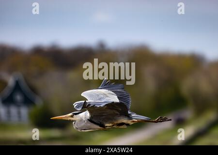 Ein Blick auf die Augenhöhe eines herrlichen großen blauen Reihers. Stockfoto