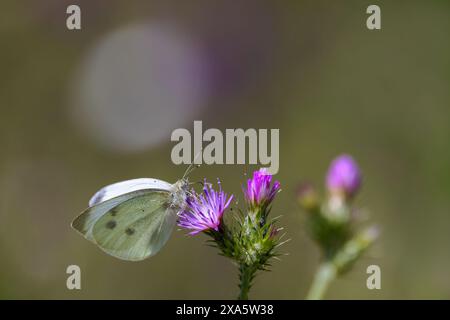 Ein Schmetterling, der im Licht des späten Nachmittags auf Blumen thront. Stockfoto