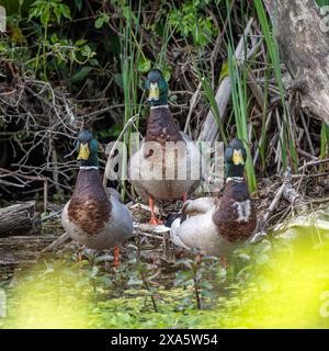 Eine batchelor-Gruppe von Mallarden, die am Rand des Schilfes bedrohlich aussehen. Stockfoto