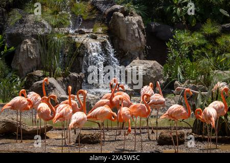 Die zahlreichen Flamingos versammeln sich in einem kleinen tropischen Brunnen. Stockfoto