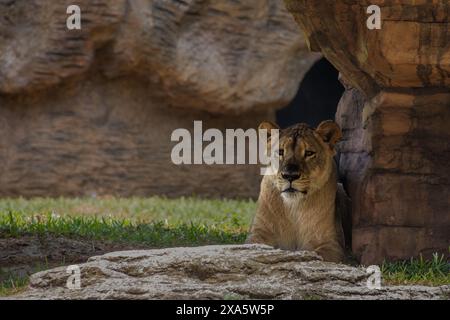 Ein junger Löwe in einer grasbewachsenen Savanne neben Felsen. Stockfoto