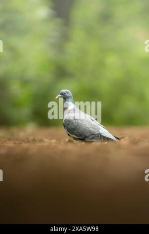 Grüne Träume von Tauben, die auf üppig grünem Gras im Sonnenlicht thront Stockfoto