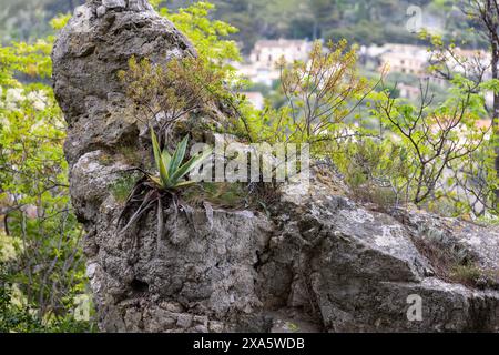 Agave wächst auf dem Berg in der Nähe des Mittelmeers Stockfoto