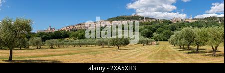 Assisi - das Panorama der Altstadt mit den Oliven Stockfoto