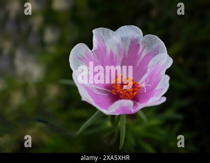 Lila und weiße Blume blühen in einem Park Stockfoto