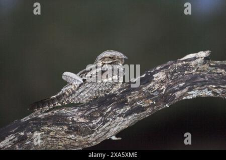 Europäische nightjar Caprimulgus europaeus ruht auf ginster Branch, New Forest National Park, Hampshire, England Stockfoto